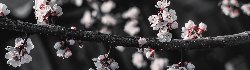 flowers.png